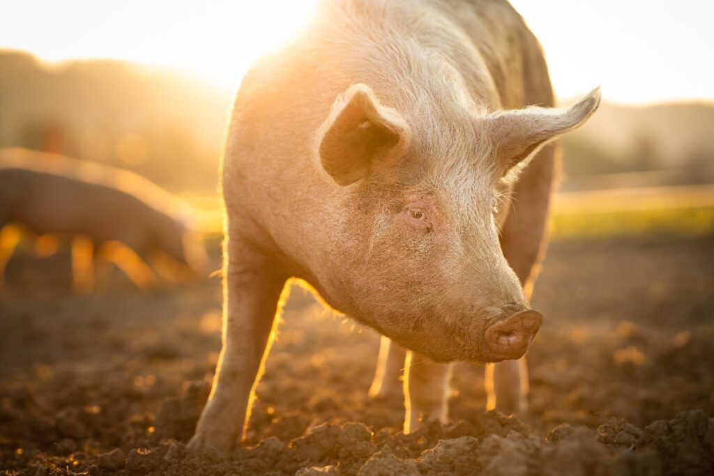 Pigs eating on a meadow in an organic meat farm wide angle lens shot jpg